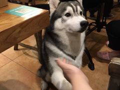 -more than meow吴止猫主题餐厅(承德 中船汇店)