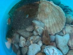 -张氏宽窄巷成都名小吃(华发新天地店)