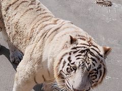 -上海野生动物园