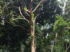 -武吉知马自然保护区