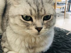 -平行世界·猫咖(首经贸店)