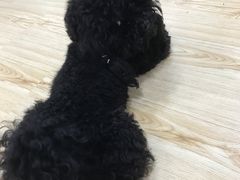 -芭比堂动物医院·24小时·眼科中心(深圳中心)