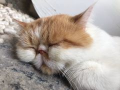 -喵屿·大理花园猫咖