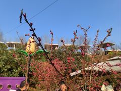 -桃源山庄·水蜜桃采摘·柴火鸡·烧烤团建(龙泉山店)