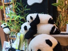 -轩客会(熊猫书店)