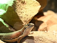 -帕帕拉兹宠物(亚洲旗舰店)