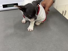 -爱侣宠医·鹦鹉专科·小型哺乳类·异宠专科(灵石路店)