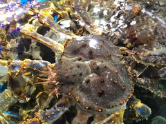 帝王蟹-蟹之国·精品蟹料理(极地店)