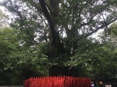 -西湖风景区十里琅珰-五云山