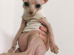 -喵zoo家庭繁育猫舍(尖东智能花园店)