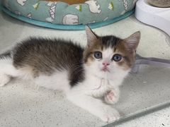 -糯米喵星人总部直营旗舰店·猫舍·幼猫出售