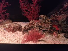 -暹罗海洋世界