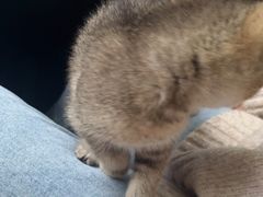 -关爱动物医院·心脏·中兽医·异宠(金牛路分院)