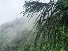 -天目山大树王景区