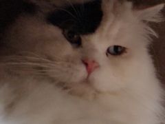 -猫小院猫主题咖啡厅(北锣店)