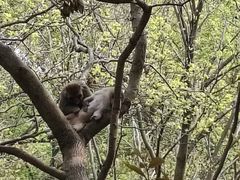 -苏州上方山国家森林公园