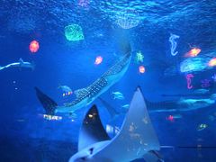 -烟台海昌鲸鲨海洋公园