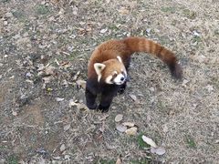 -合肥野生动物园