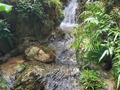 -深圳仙湖植物园