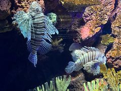 -上海海洋水族馆