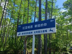 -莫尔道嘎国家森林公园