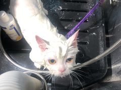 -PETKIT小佩宠物(古北店)