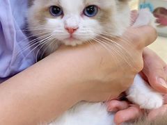 -lincat·猫舍(广州店)