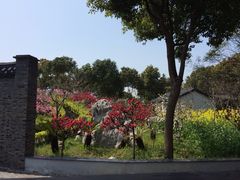 iphone_upload_pic-南汇桃花村