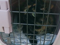 -瑞派动物医院·猫专科·至诚(江南中分院)