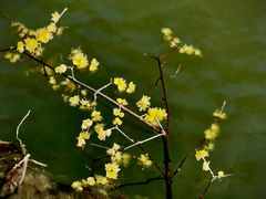 -上海植物园-4号门售票处