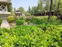 -洛阳白马寺