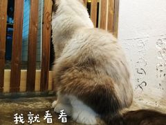 -喵屿·大理花园猫咖