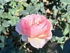 -人民公园(罗湖区)