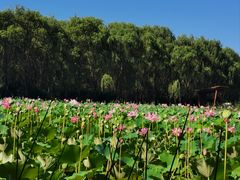 -东郊湿地公园