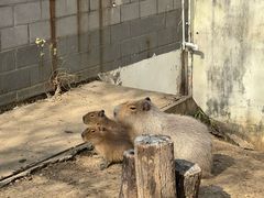 -合肥野生动物园