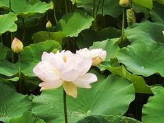-滕州微山湖红荷湿地景区