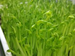 -番食园鲜食火锅(高新店)