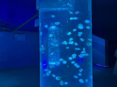 -北戴河圣蓝海洋公园