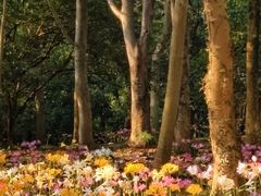 -杭州植物园