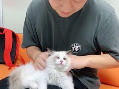 -lincat·猫舍(广州店)