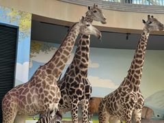 -陕西自然博物馆