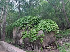 -白水寺森林公园
