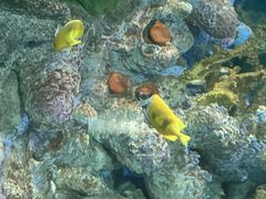 -上海海洋水族馆