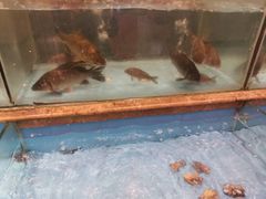 -饭怕鱼(阳光100店)