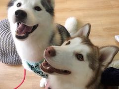 -Husky Go! 哈士奇体验馆·宠物咖啡厅狗咖