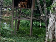 -深圳野生动物园
