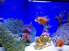 -上海海洋水族馆
