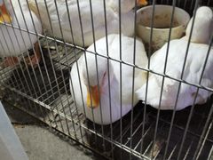 -中环花鸟鱼虫市场