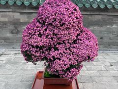-天坛公园