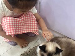 -喵的天空名猫咖啡馆·撸猫·猫舍·用品